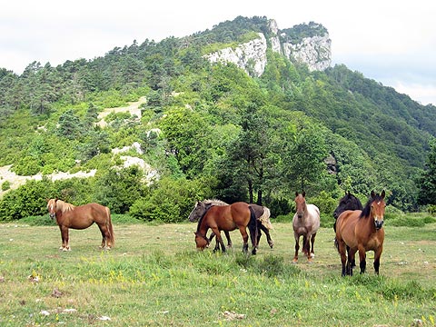 Monte de San Martn de Don - Valle de Tobalina